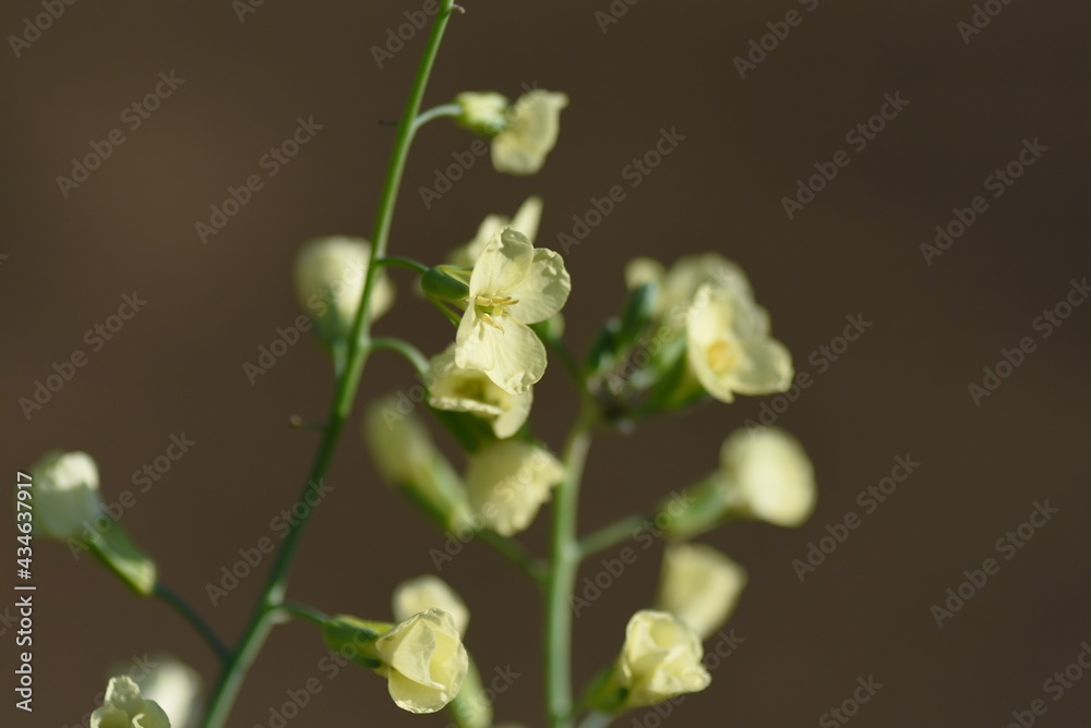 Canvas Prints Broccoli flowers. Brassicaceae green and yellow vegetable.