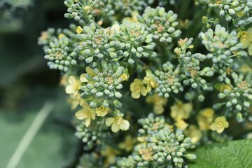 Broccoli flowers. Brassicaceae green and yellow vegetable.