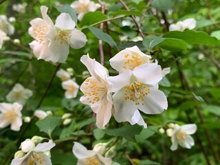 Sweet mock orange displays vivid white blossoms as it blooms in Indiana.