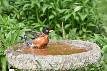 American Robin Turdus migratorius taking a bath 