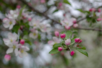 Spring flowers in the garden with close up. Apple tree blossom and fragrance.