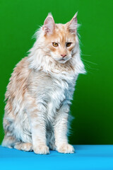 Red tabby American Coon Cat looking at camera. Portrait of adorable Maine Coon Cat sitting on light blue and green background. Front view, studio shot.