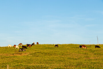 Gado pastando na fazenda em Minas Gerais.