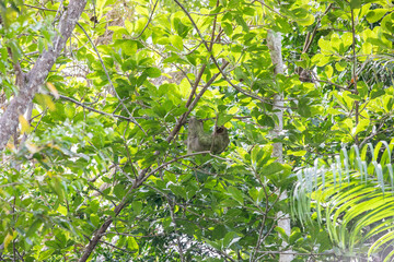 The brown-throated three-toed sloth (Bradypus variegatus)
