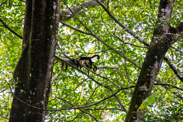 White-throated capuchins monkeys in Costa Rica