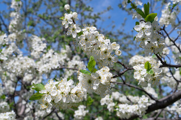 Spring nature. Blooming cherry tree branch in white flowers.