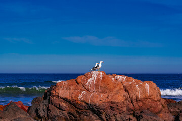 Gaviotas (cocinera) en las rocas. Punta Colorada, Maldonado, Uruguay