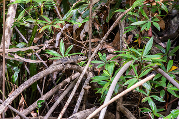 Ctenosaura similis, commonly known as the black spiny-tailed iguana, black iguana, or black ctenosaur