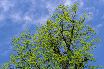 Fresh young green leaves on oak tree against blue sky background. Nature in springtime.
