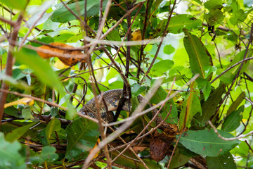 Damas Island Mangrove water canals