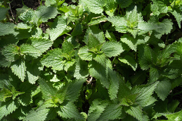 Green fresh leaves of stinging nettles. Medicinal herb.