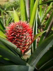Close up of a pineapple 