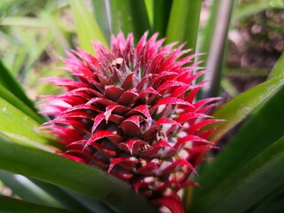 close up of a pineapple 