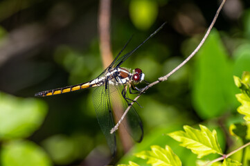 Female Slaty Skimmer Dragonfly