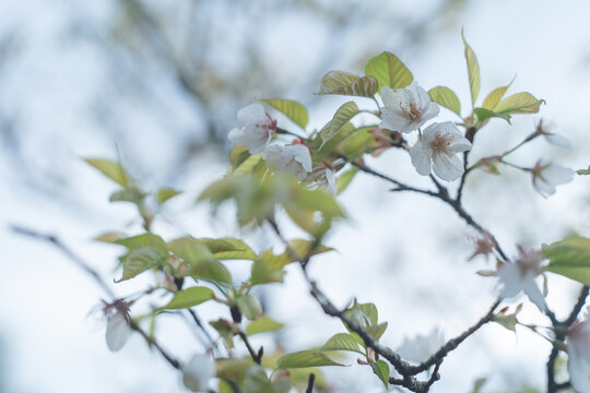5 028 最適な 山桜 画像 ストック写真 ベクター Adobe Stock 5 028 最適な 山桜 画像 ストック写真 ベクター Adobe Stock