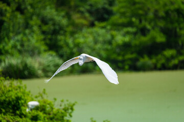Great Egret in Flight with Wings Fully Extended	