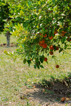 Pé de  mexerica tambem conhecida como bergamota, pokan, tangerina. 