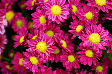 Group of Marguerite daisy blooming in garden beauty background website banner