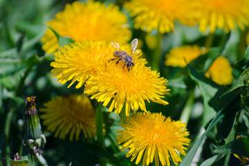 Yellow dandelion in spring