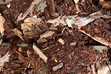 Background with virgin wood. Wood texture, wet wood from Rio de Janeiro Brazil