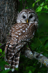 Barred Owl