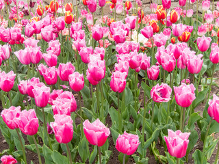 beautiful tulips close-up. holiday parade of tulips. tulips in the garden