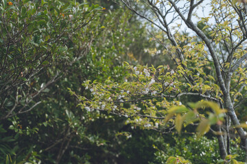 鹿児島県の日本100名山、開聞岳山道の山桜