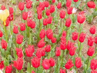 beautiful tulips close-up. holiday parade of tulips. tulips in the garden