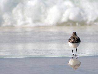 A sandpiper faces the waves on a beach.