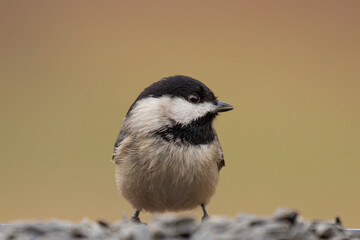 Carolina Chickadee