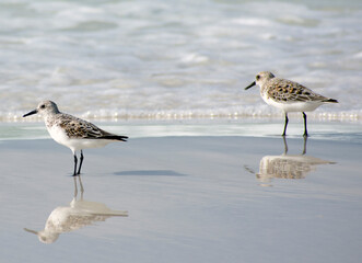 Two sandpipers stand in the water on a beach.