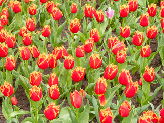beautiful tulips close-up. holiday parade of tulips. tulips in the garden