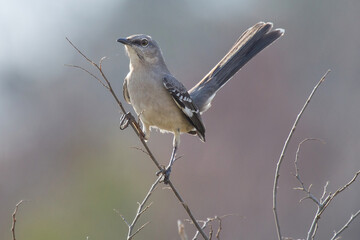 Northern Mockingbird