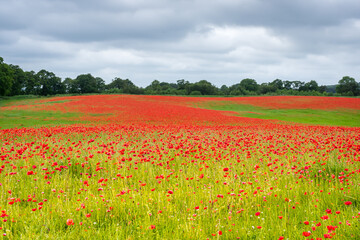 Poppy Field