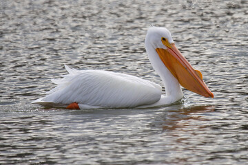 American White Pelican