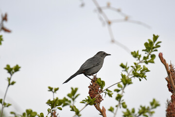 Obraz premium Grey Catbird perched on a flower