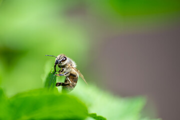 The bee sat on a green currant leaf.