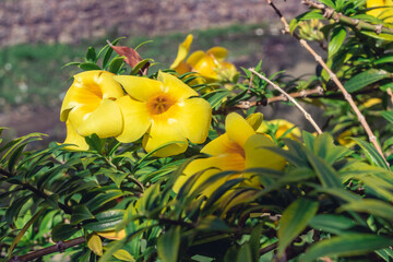 Obraz na płótnie Canvas yellow flowers green leaves