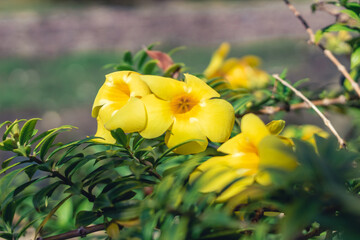 yellow flowers green leaves