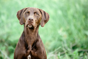 Dog looking at the camera, with a park in the background. Dogs concept. Copyspace