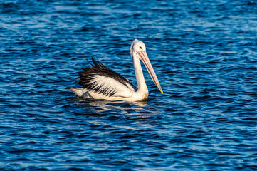 Pelican on the blue bay water