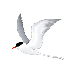 Illustration of Arctic tern on white 