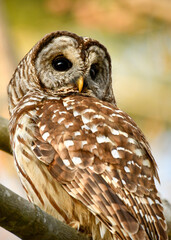Barred Owl