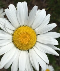 Fototapeta premium daisy flower