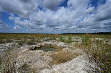 Solution hole during severe drought in Hole-in-the-Donut habitat restoration area of Everglades National Park, Florida under bright summer cloudscape.