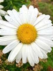 Fototapeta premium daisy flower closeup