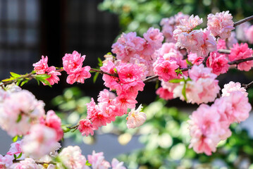 京都、六孫王神社の八重桜