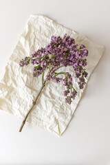 bunch of lilac flowers near crumpled paper on white - photographed from above in flat lay composition - space for text