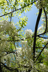 空を覆う白い藤の花
