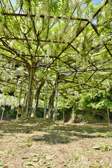 広大な藤の花のイメージ「縦構図」